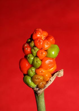 Red and yellow wild fruits