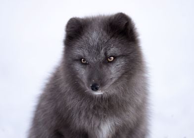 Arctic Fox Cub