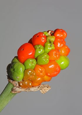 Red and yellow wild fruits