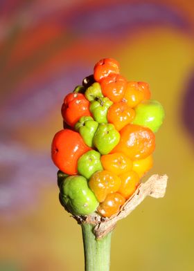 Arum italicum backgrounds