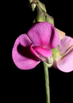 Wild purple flower blossom