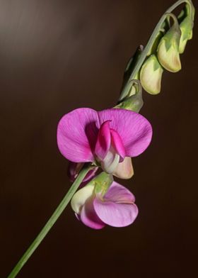 Purple floral background