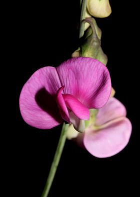 Flower blossoming close up