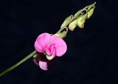 Flower blossoming close up