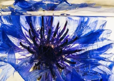 Blue cornflower in ice 3