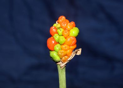 Arum italicum fruits macro