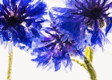 Blue cornflower in ice 2