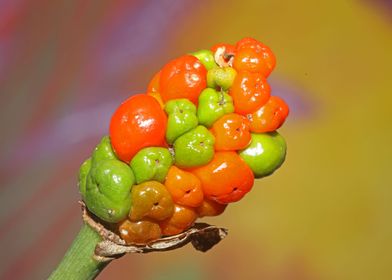 Red and yellow wild fruits