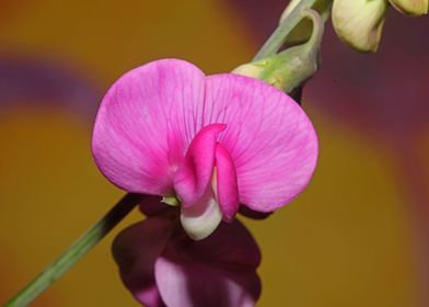 Purple floral background