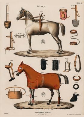 horseback riding gear