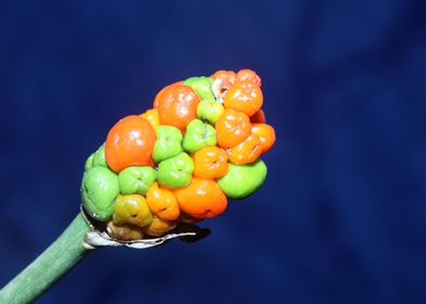 Arum italicum fruits macro