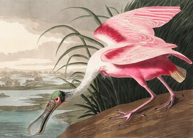 Roseate Spoonbill Audubon