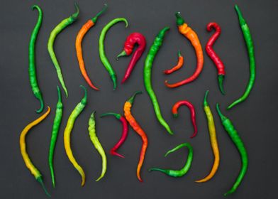 Colours of Chilli