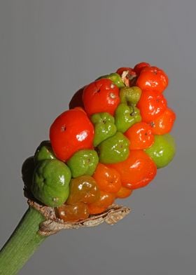 Red and yellow wild fruits