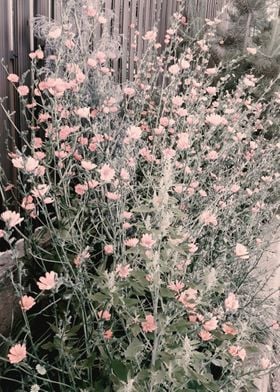 Vintage pink Chicory garde