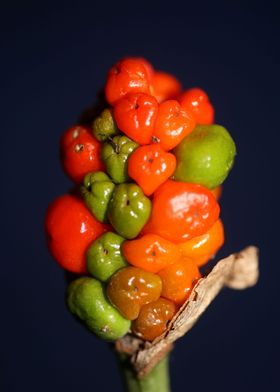 Red and yellow wild fruits