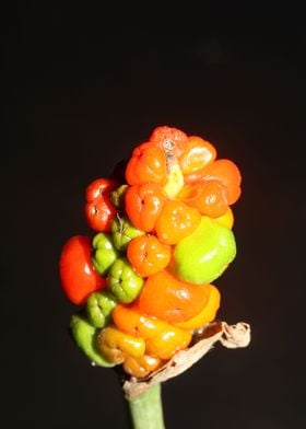 Arum italicum fruits macro