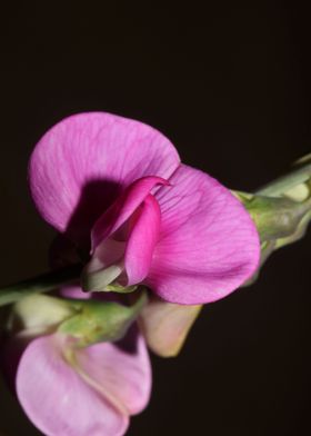 Wild Lathyrus flower macro