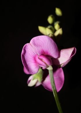 Lathyrus flowers close up