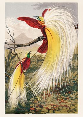 Bird of Paradise Fawcett