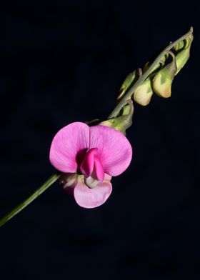 Flower blossoming close up