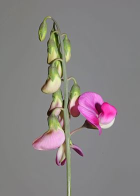 Lathyrus flowers close up