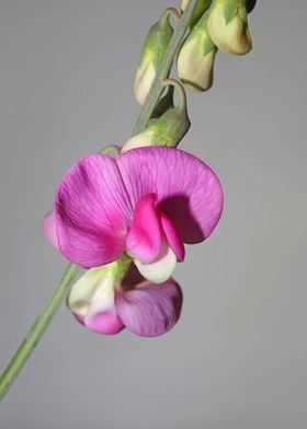 Flower blossoming close up