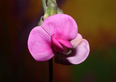 Lathyrus latifolius flower