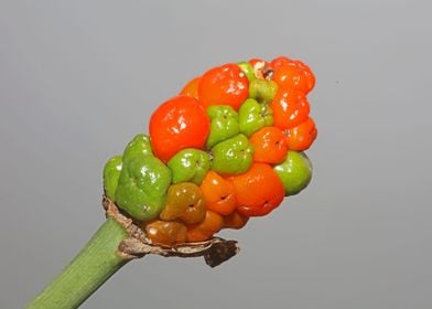 Red and yellow wild fruits