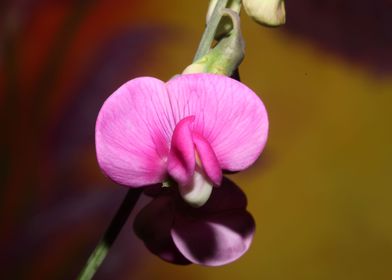 Lathyrus latifolius flower