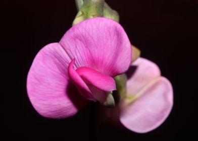 Purple flowers blossoming