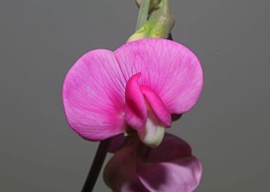 Wild Lathyrus flower macro