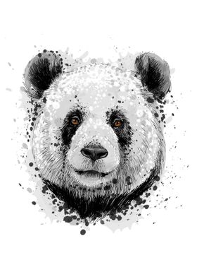 Portrait of a panda bear