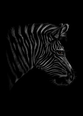 Portrait of a zebra