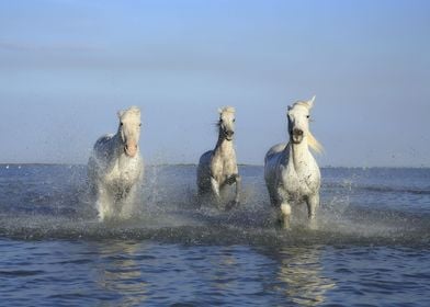 Freedom of Wild Horses