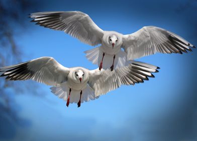 Flight of Doves 