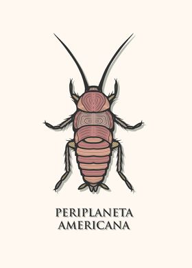 American Cockroach