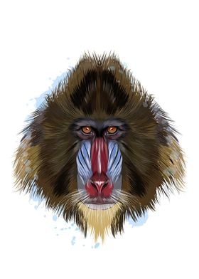 Monkey mandrill head