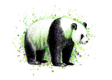 Portrait of a panda bear