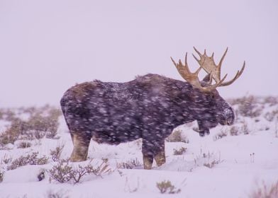 Elk Portrait