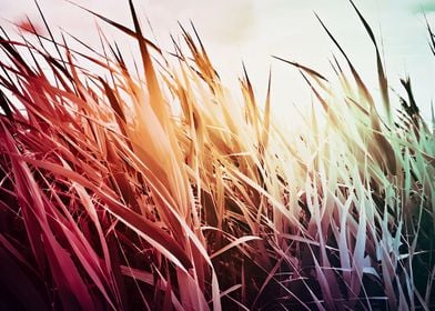 Rainbow summertime cattail