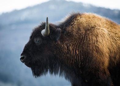 Bison in the Wilderness