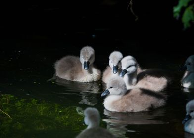baby swans landscape