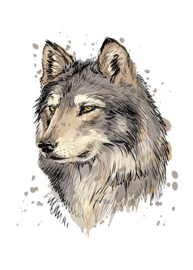 Portrait of a wolf