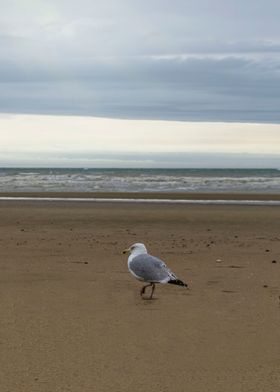 Walking Seagull