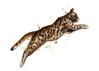 Bengal cat jumping