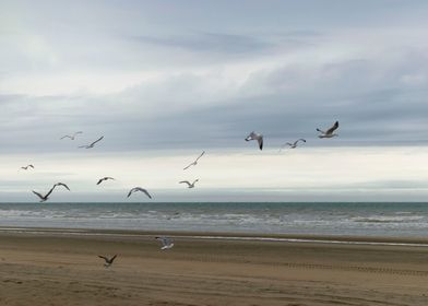 Flying seagulls