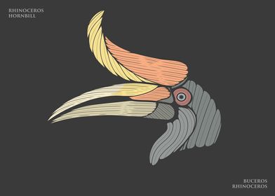 The Rhinoceros Hornbill