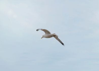 Seagull