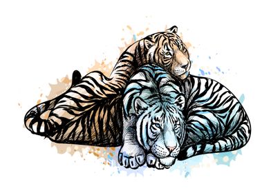 Two tigers